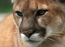 Florida Panther