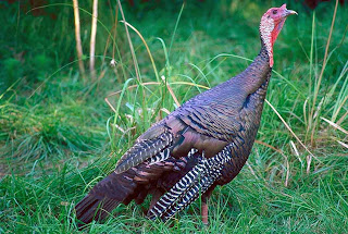 Wild turkey