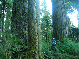 Ancient temperate rainforest, South Quinault Ridge