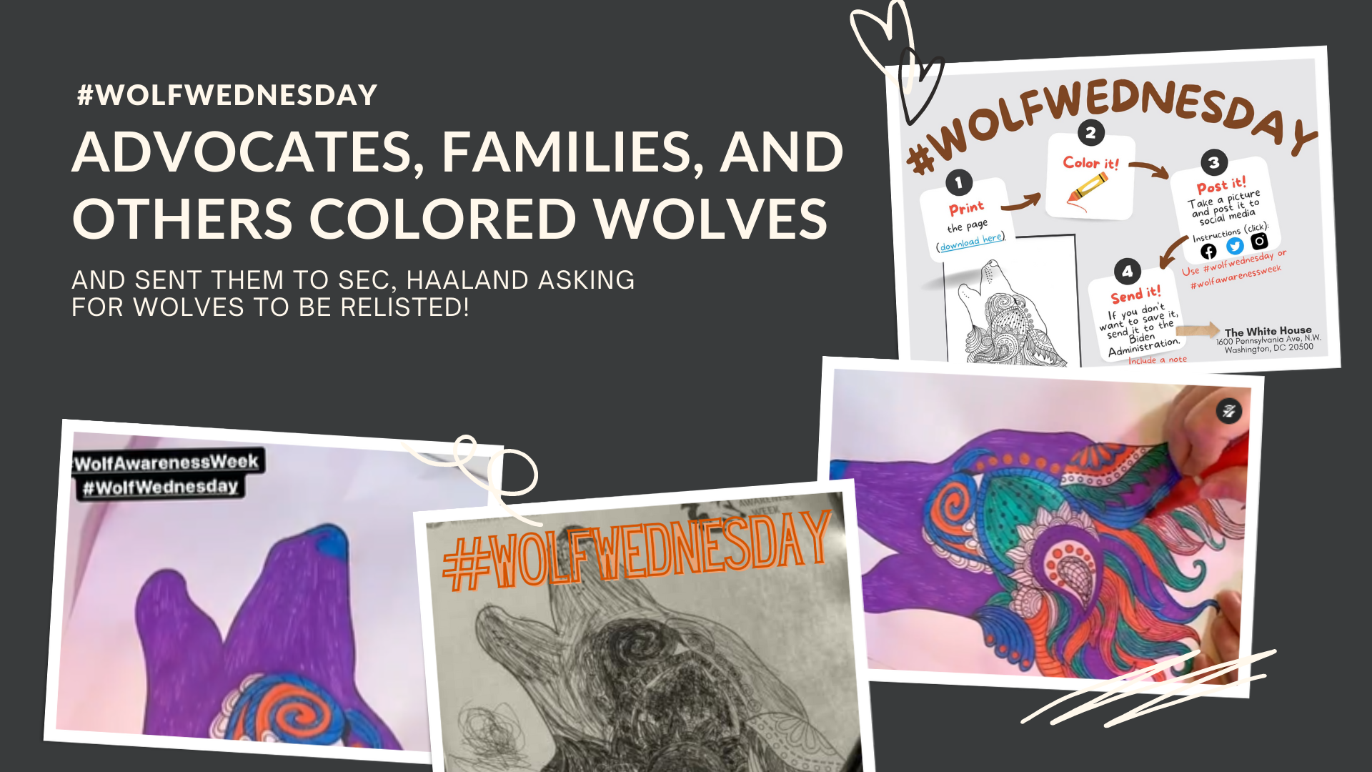 Wolf Wednesday update