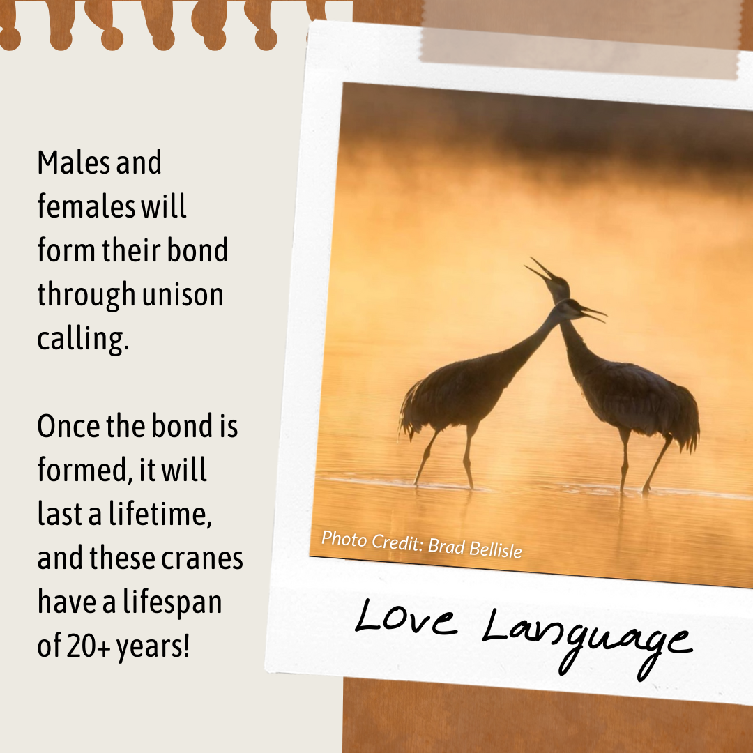 Sandhill cranes mate for life