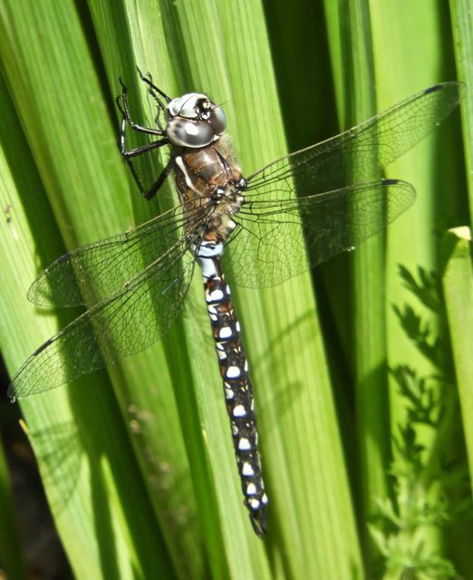 California darner