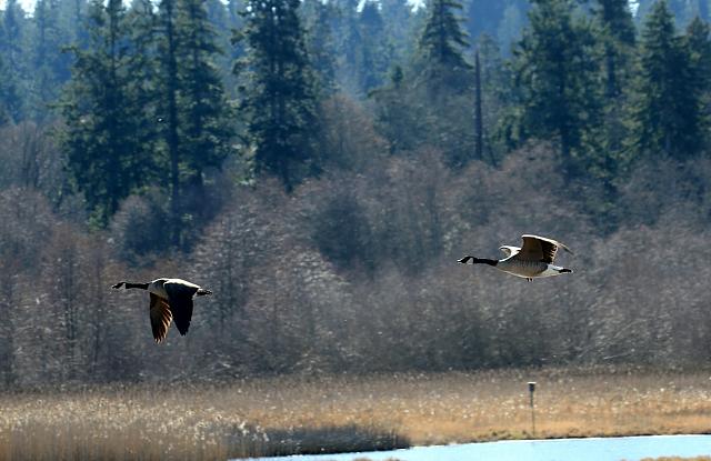 Canada geese