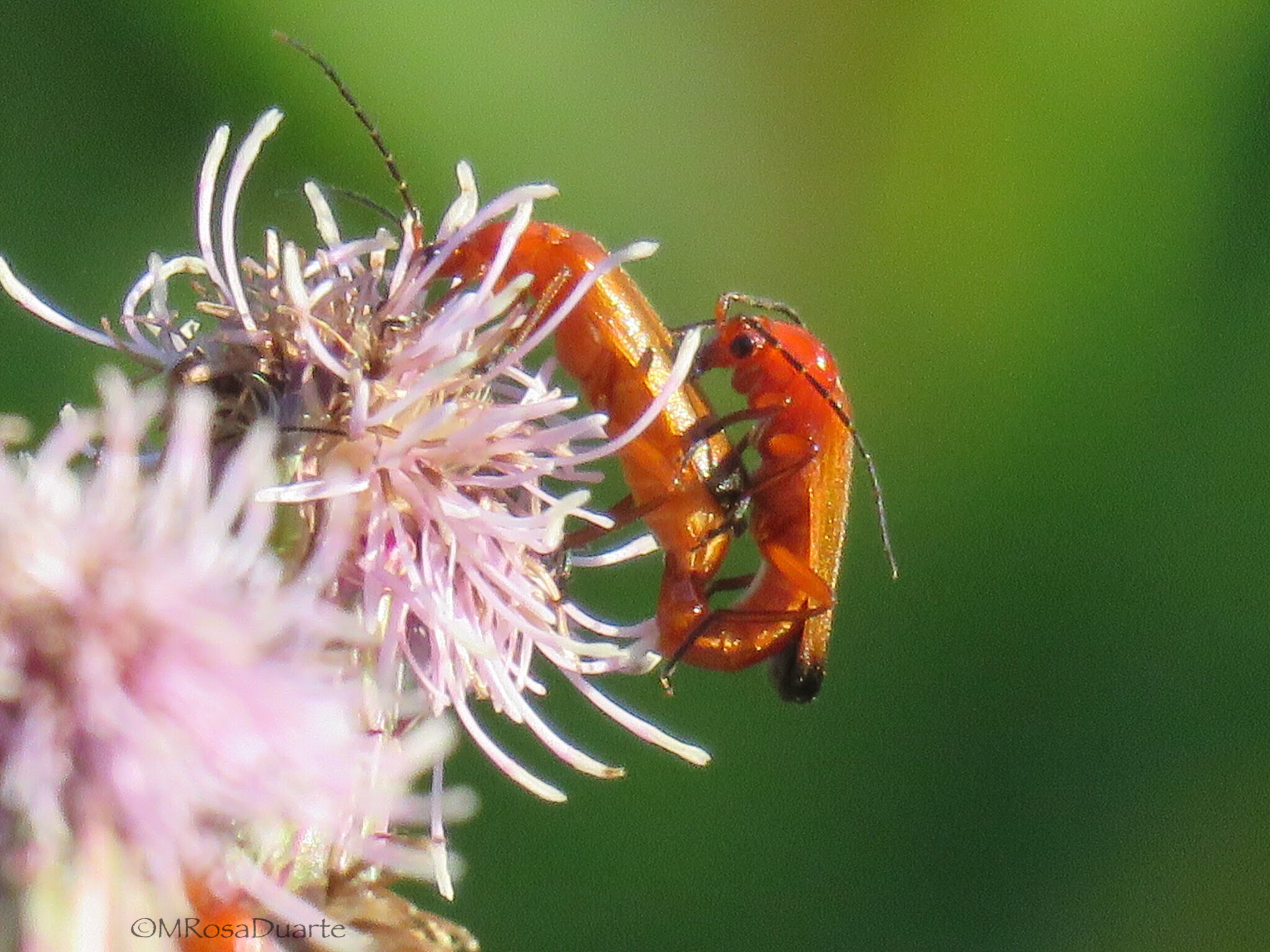 red soldier beetle
