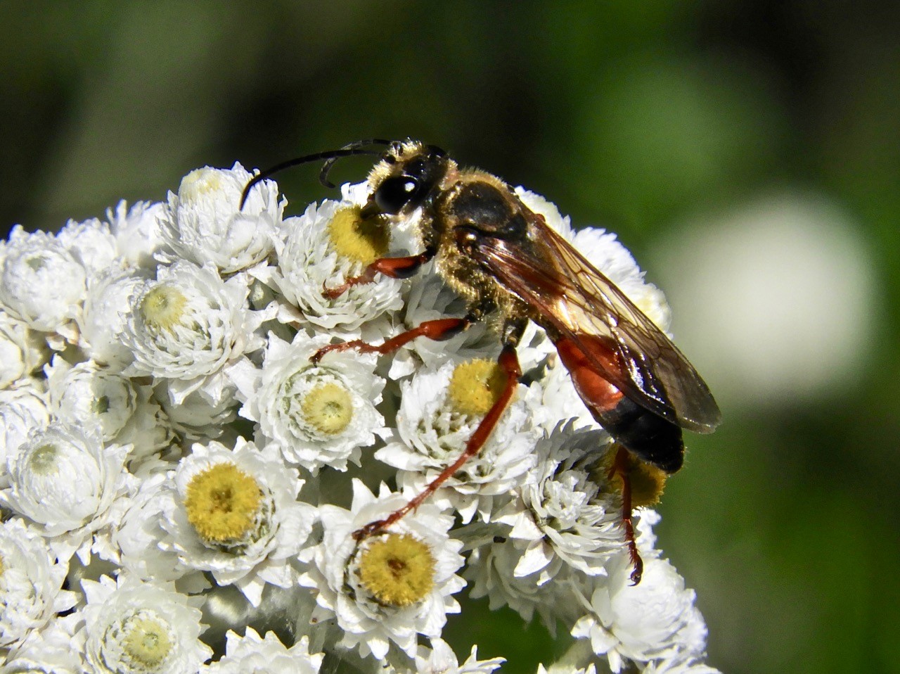 Digger wasp