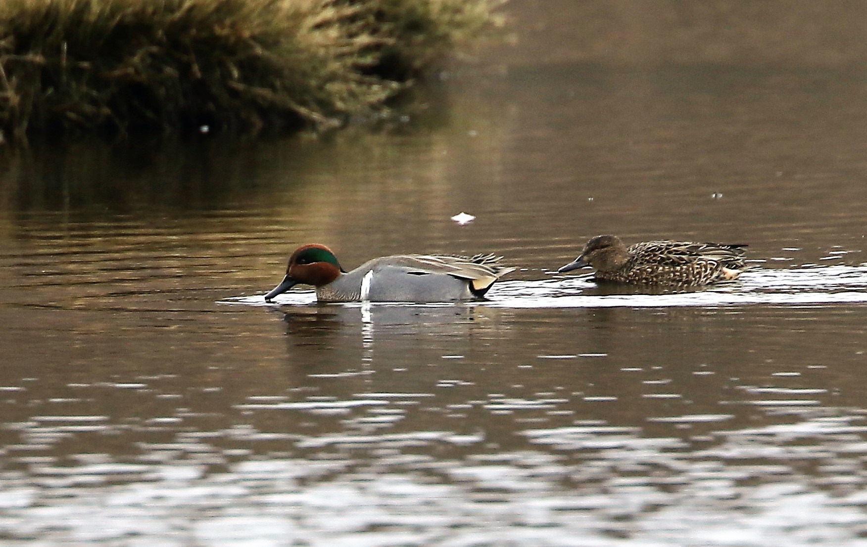 Green winged teal