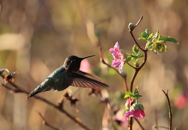 Hummer
