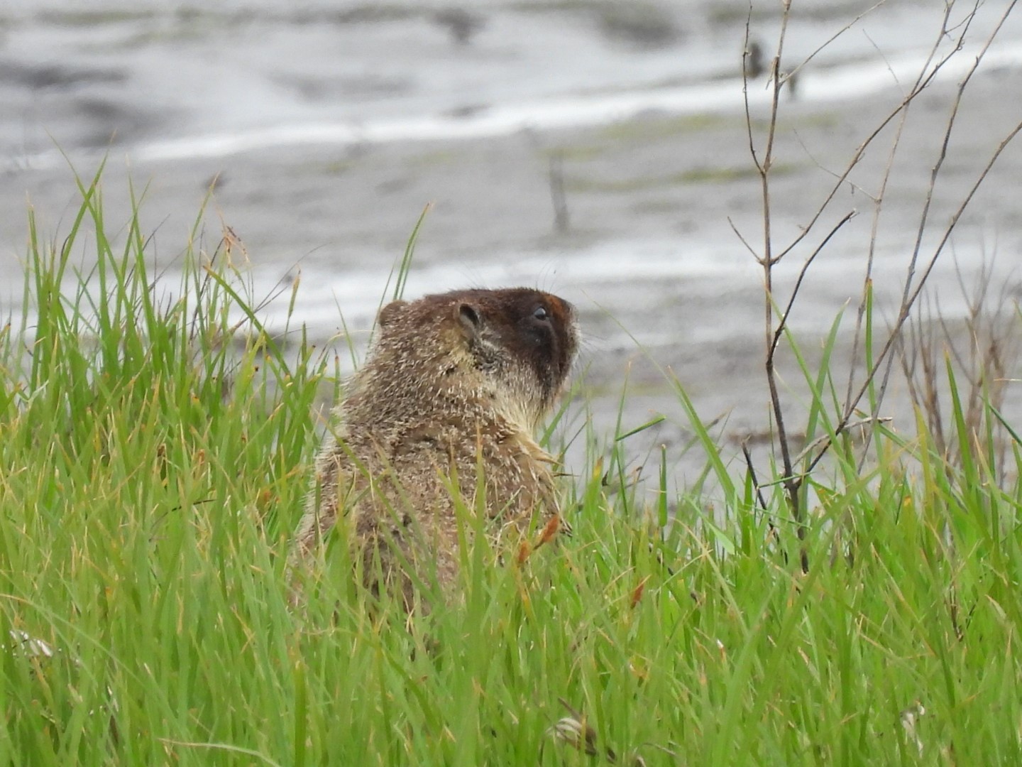 Yellow bellied marmot