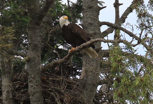 Marsh eagle and eaglets