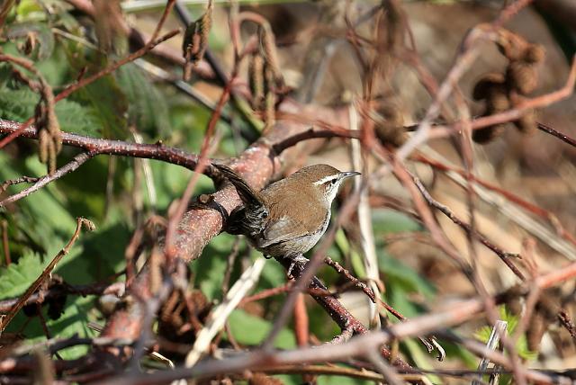 Bewick's wren