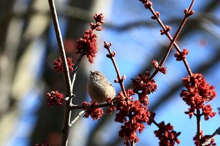 bushtit