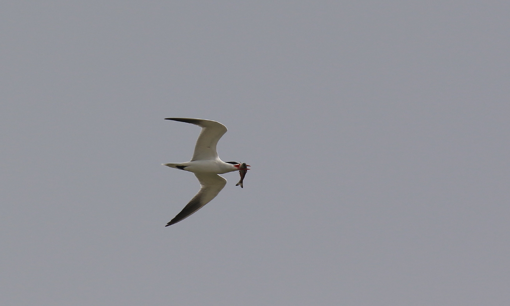 Marsh Caspian tern
