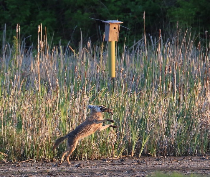 coyote