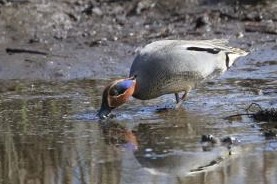 eurasian teal