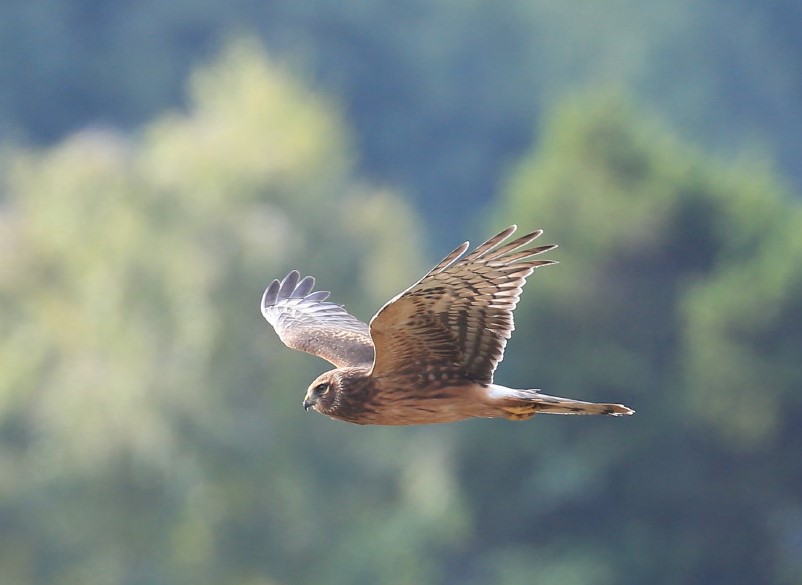 harrier