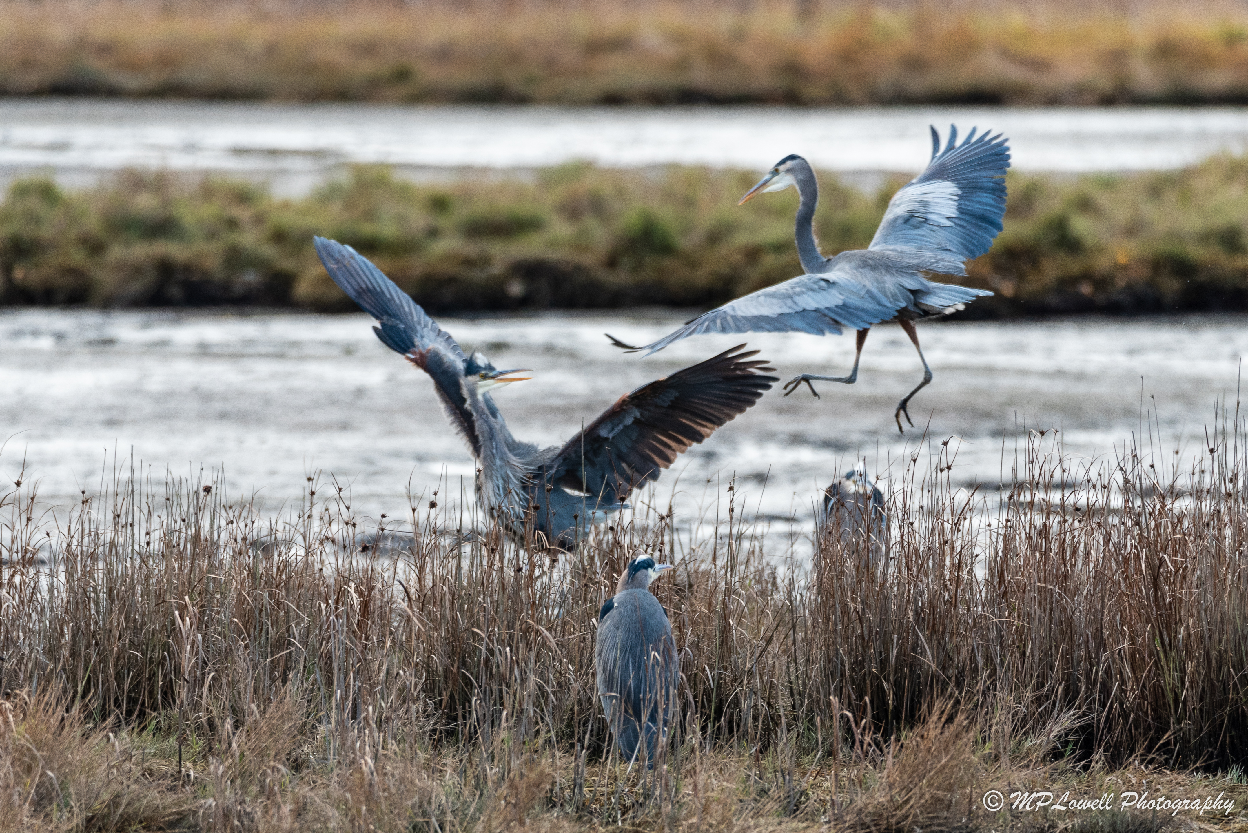 heron dispute
