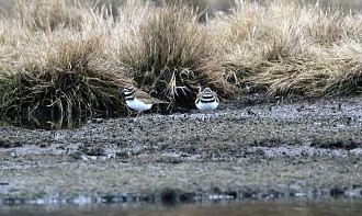 killdeer