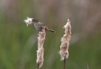 marsh wren