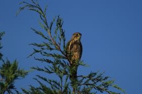 merlin