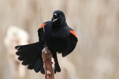 red-wing