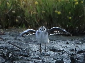 Sandpiper chick