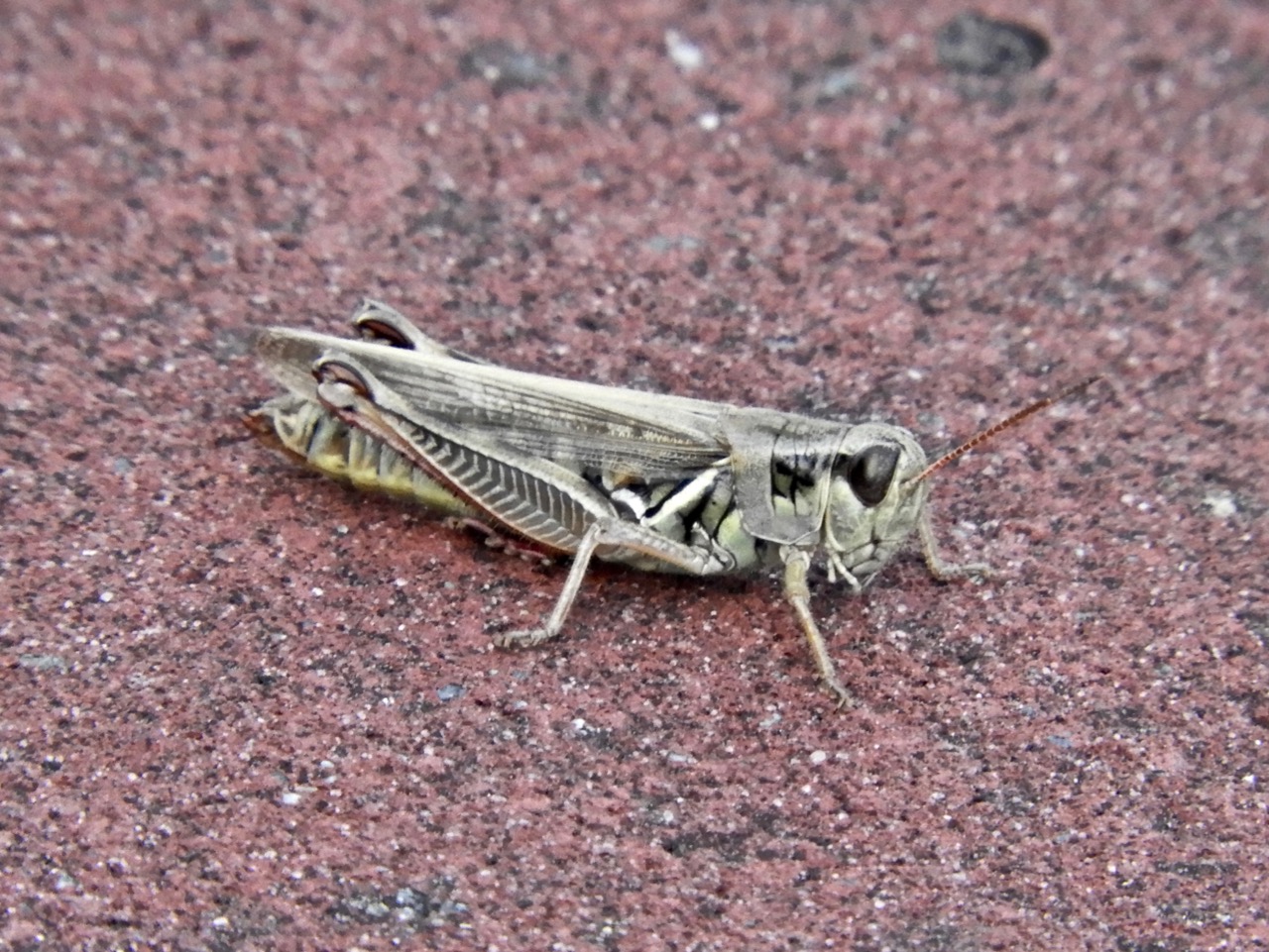 grasshopper