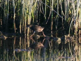 Marsh rail