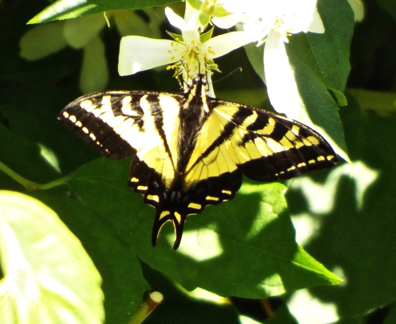 swallotail