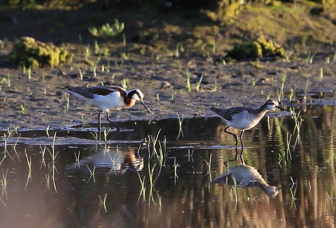 phalaropes