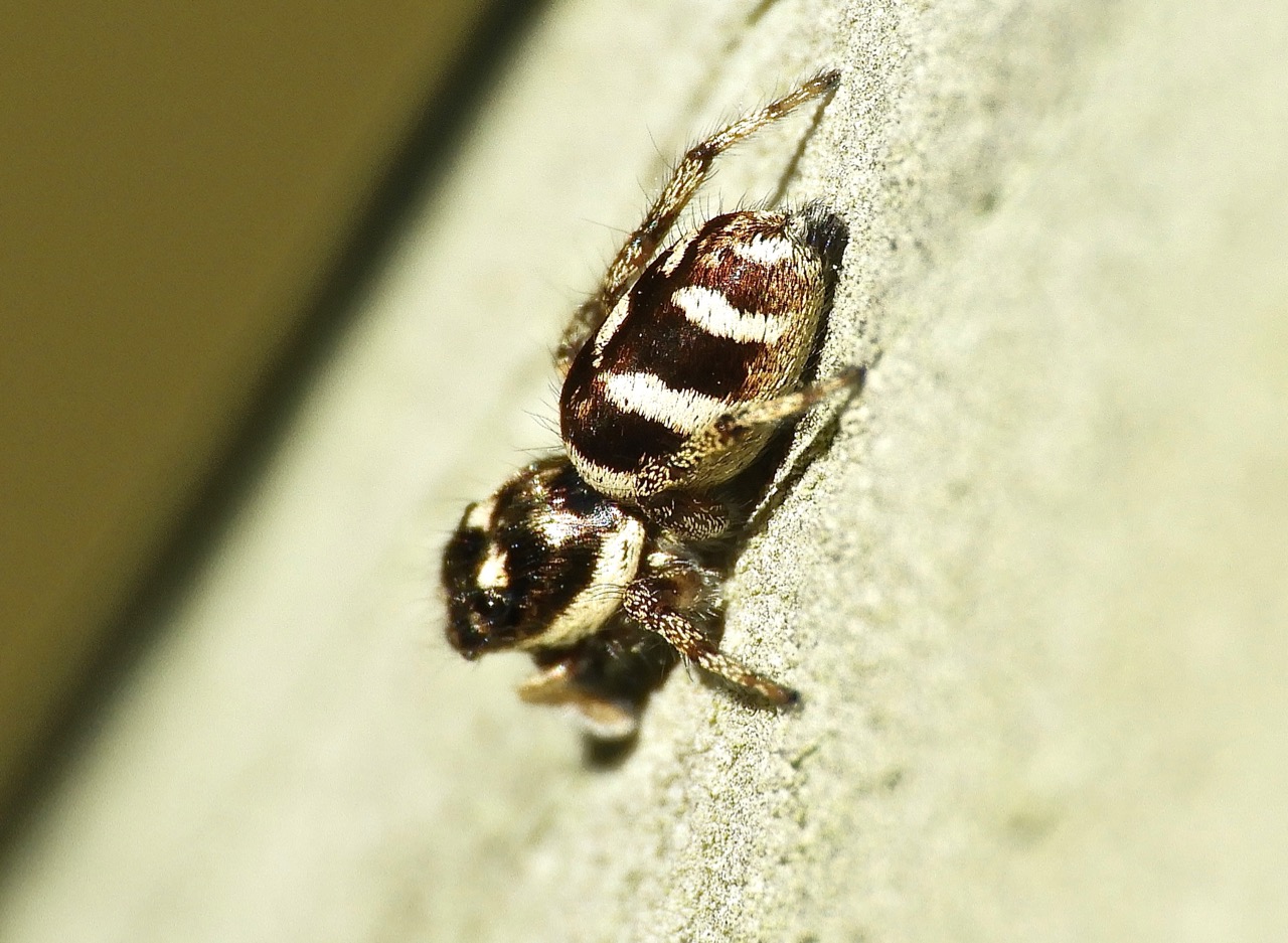zebra spider
