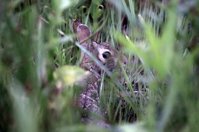 marsh bunny