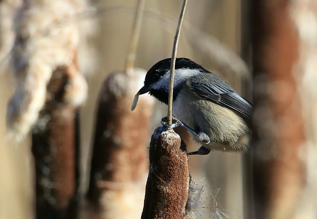 Black capped chickadee