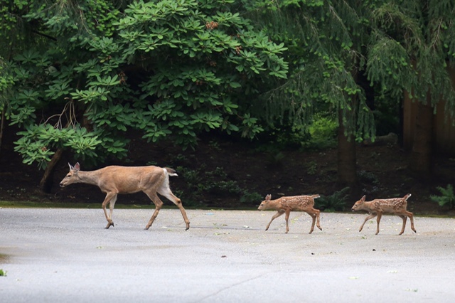 Marsh deer