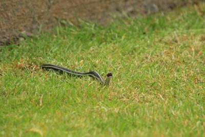snake