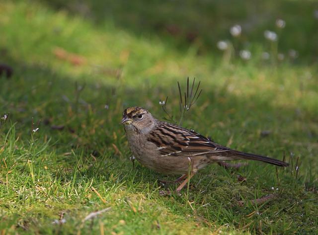 Golden crowned sparrow