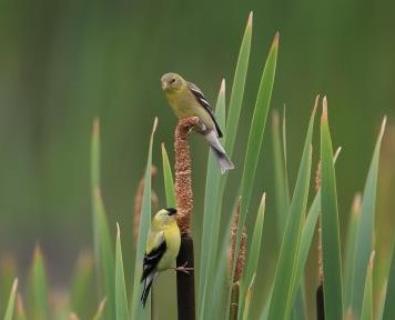 goldfinch