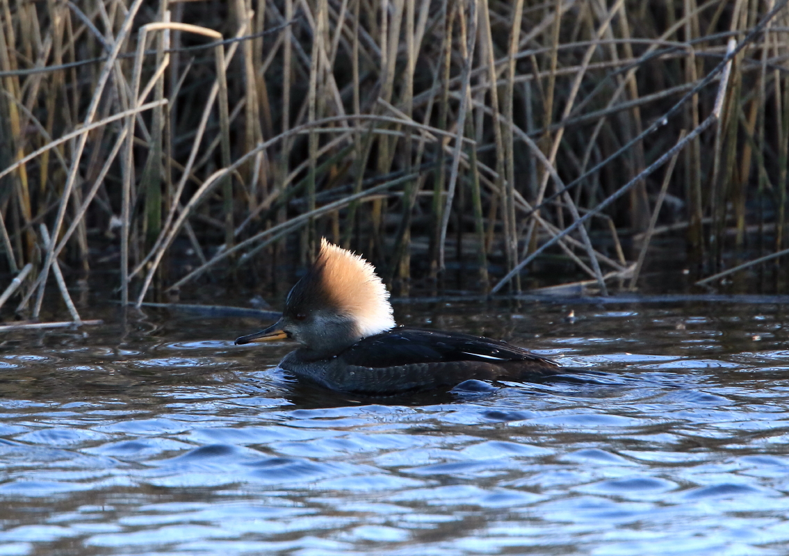 Hooded Merganser female