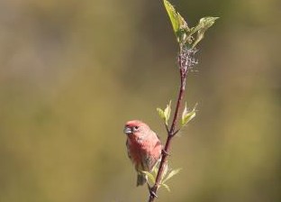 housefinch
