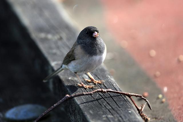 dark-eyed junco