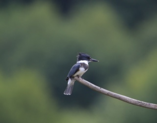 Kingfisher