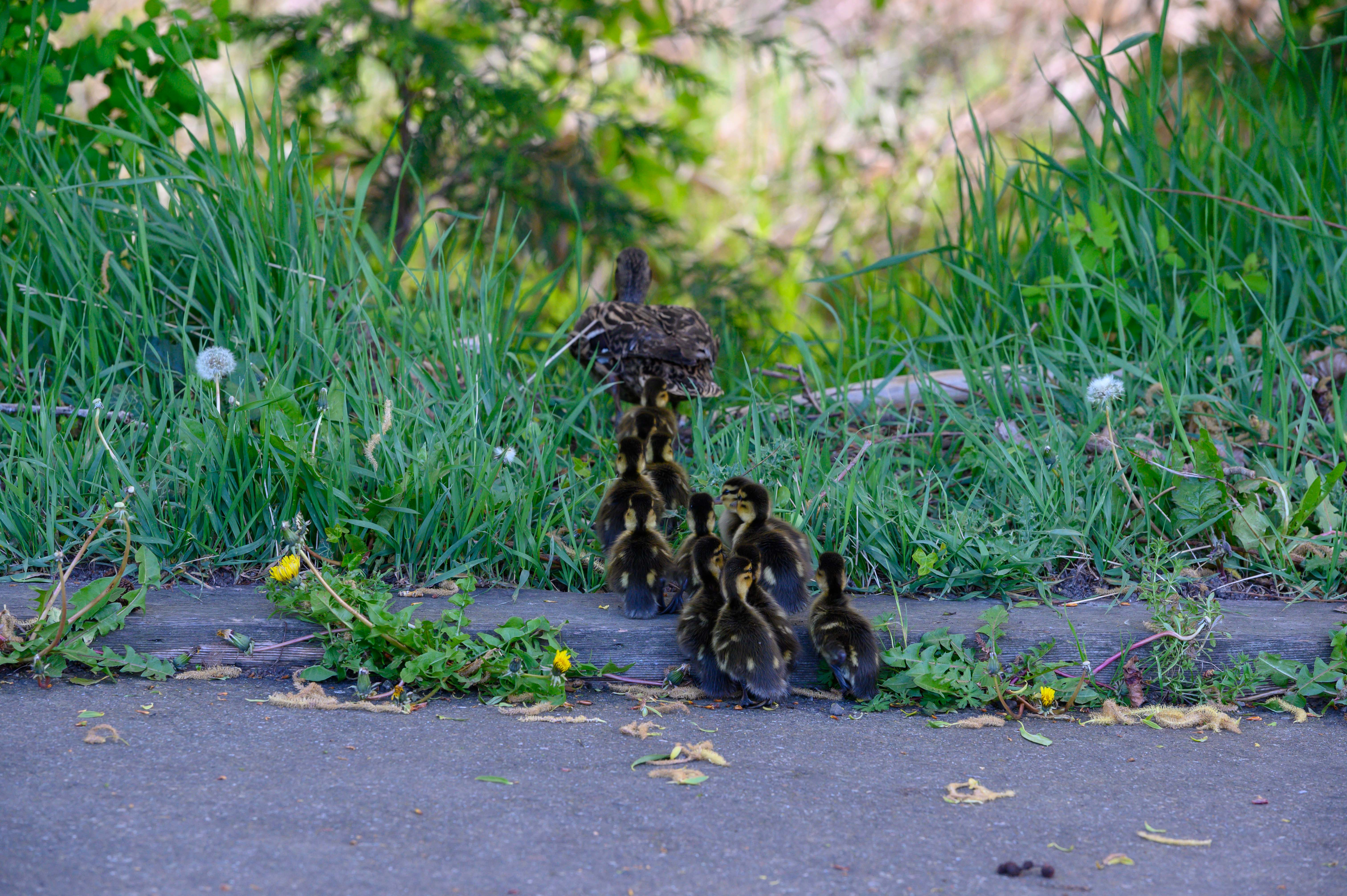 Mallard babies