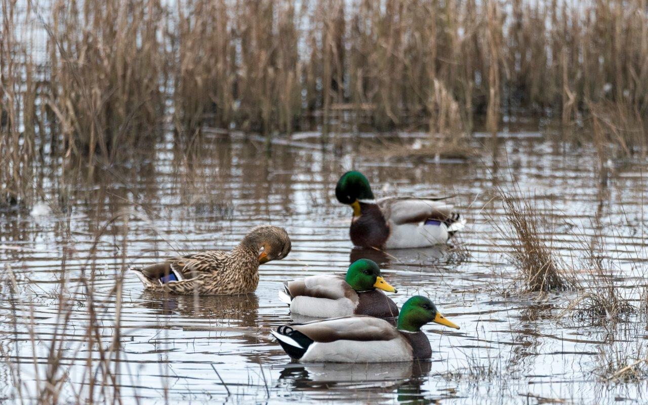 Mallards