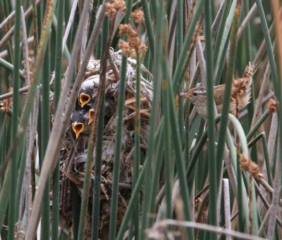 marsh wren babies