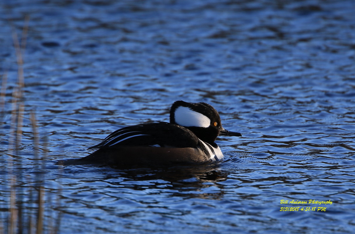 Marsh hooded merganser