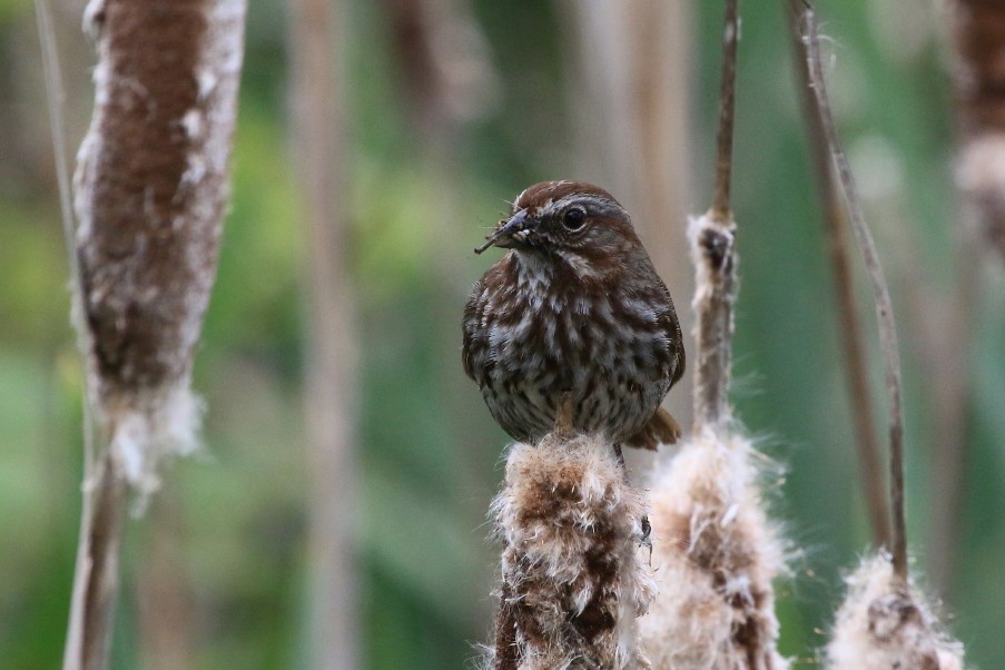 song sparrow