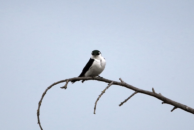 Marsh swallow