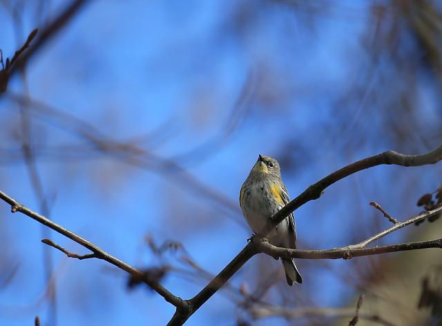 Yellow rumped warbler
