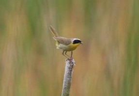 yellowthroat