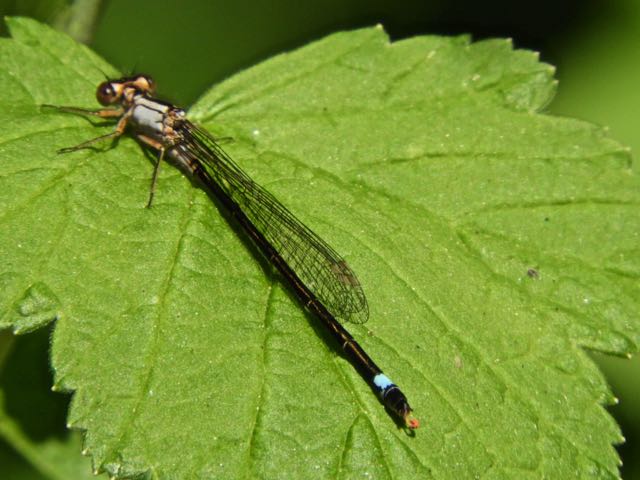 Pacific forktail