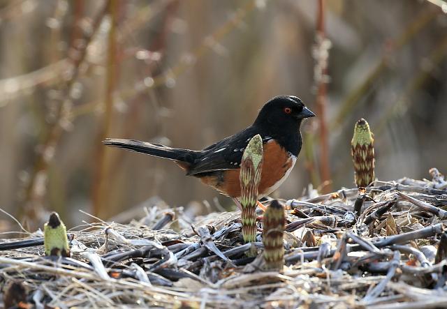 Spotted towhee